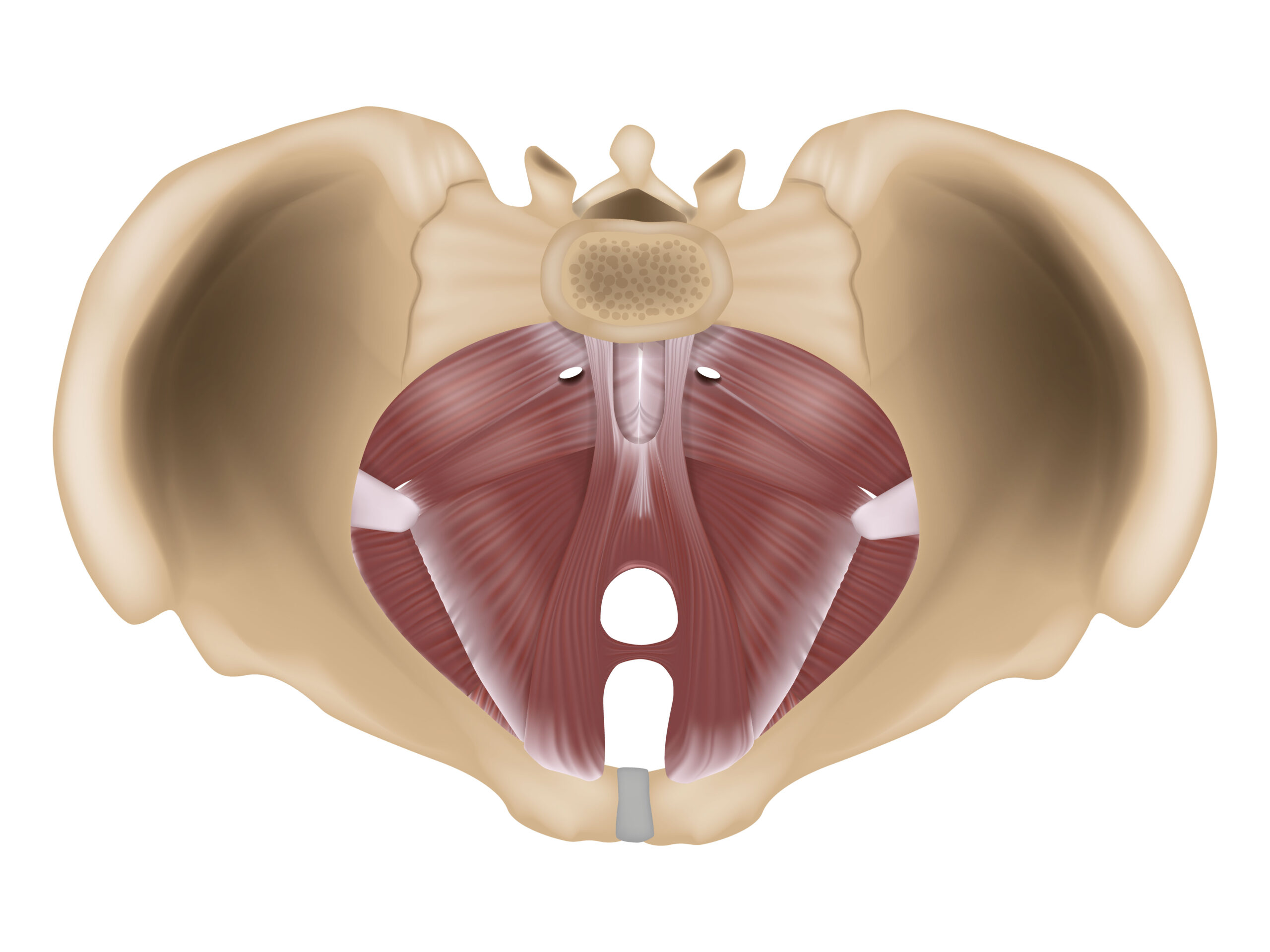 Anatomia del Pavimento Pelvico maschile