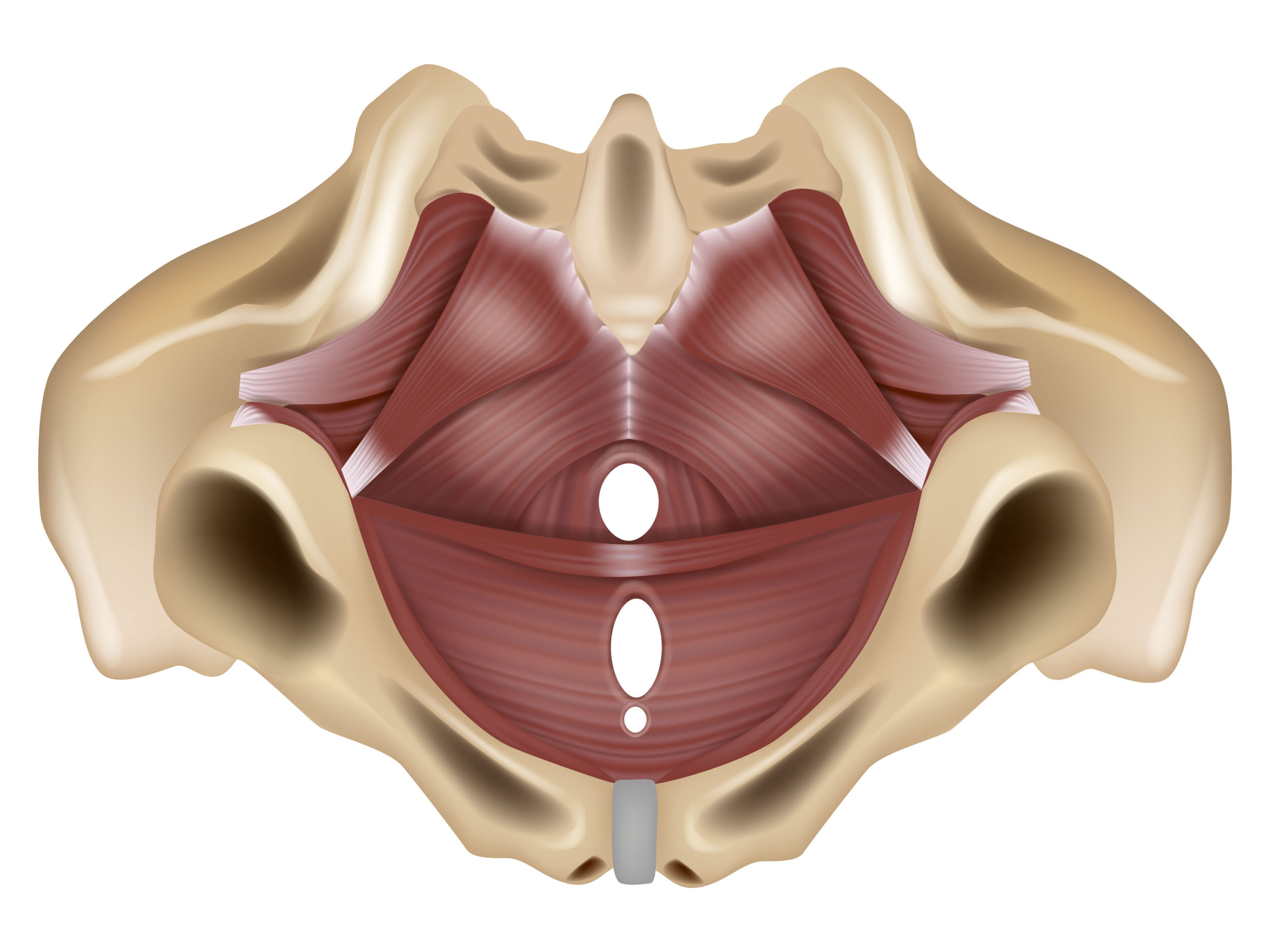 Anatomia del pavimento pelvico femminile